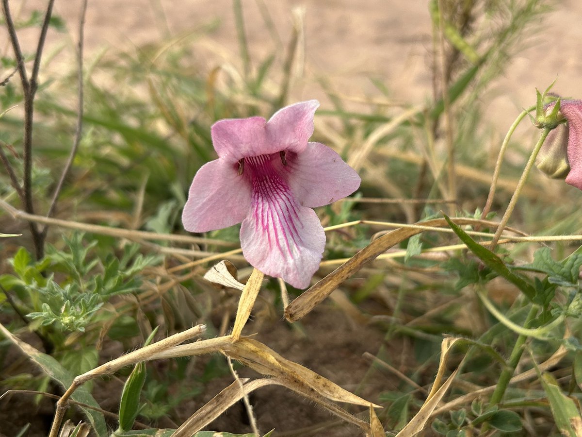 John Kinghorn tweet media