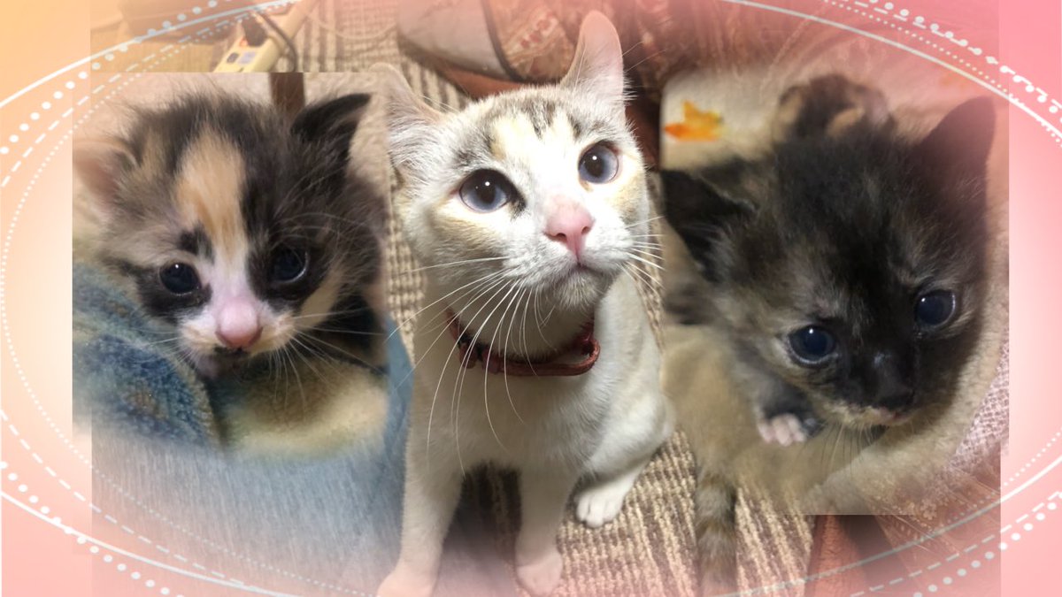 先日は沢山のご視聴ご参加ありがとうございました！ 参加出来なかった