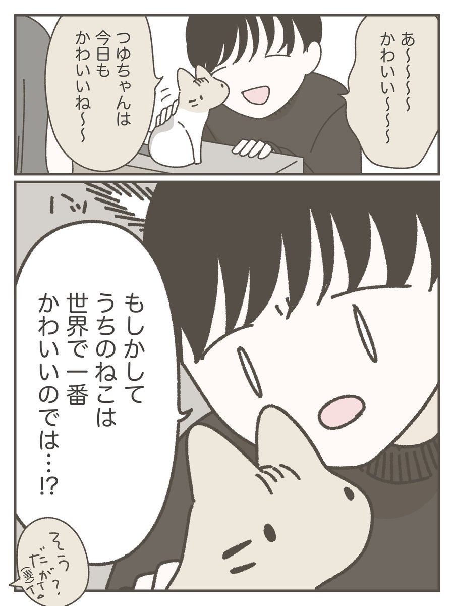 多分全飼い主が愛猫に対して思っていること 