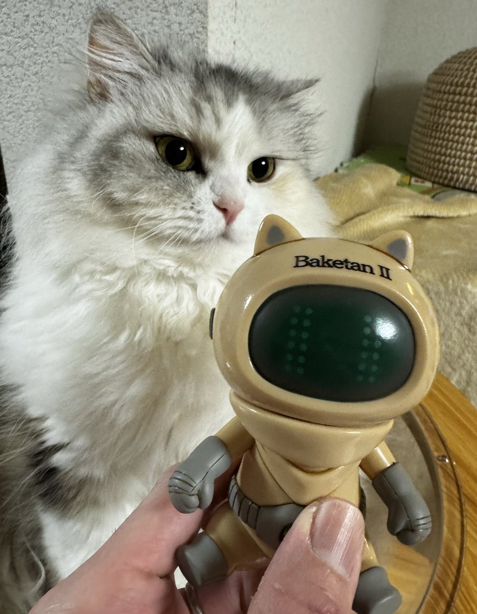 チェリ@バケタンブログ (@cherri_cherri) / Posts / X