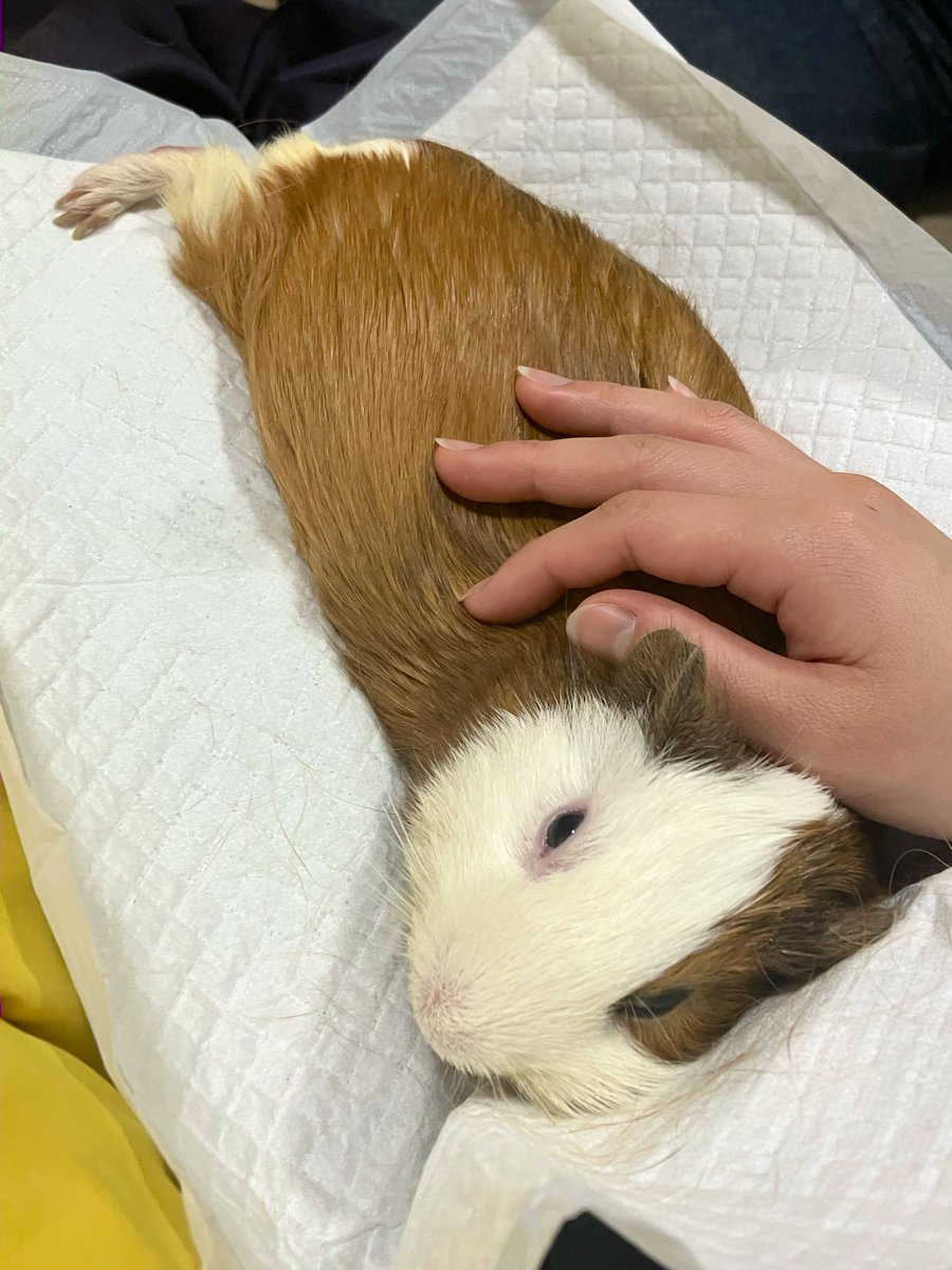 モルモットですが…！

手のひらよりちょっと大きいくらいだったみたらし、すっかり大きくなりました