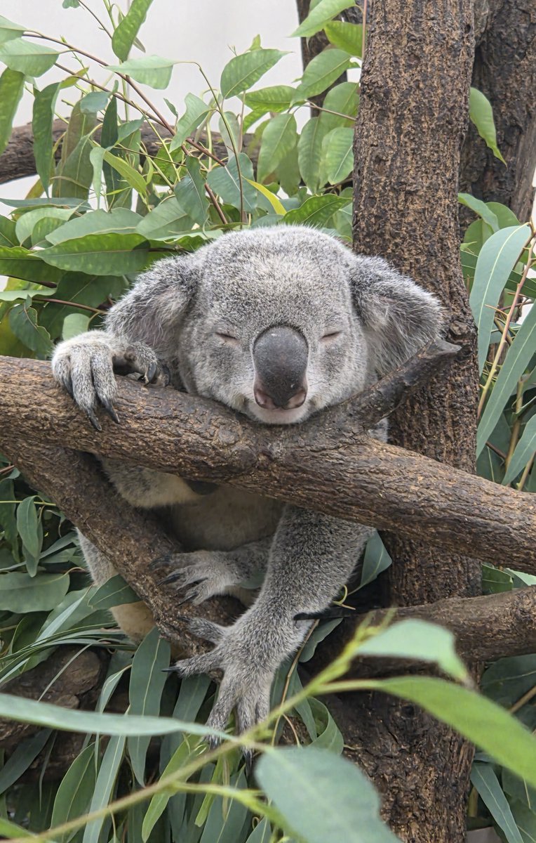 Yakuza_0X's tweet photo. In 2025, I suddenly became obsessed with koalas, even though I had no interest in animals, including dogs and cats. I'm so glad I met a koala.
#Kibou #KibouKibou #Arata #PUNCH https://t.co/yBtGyF3BFO
