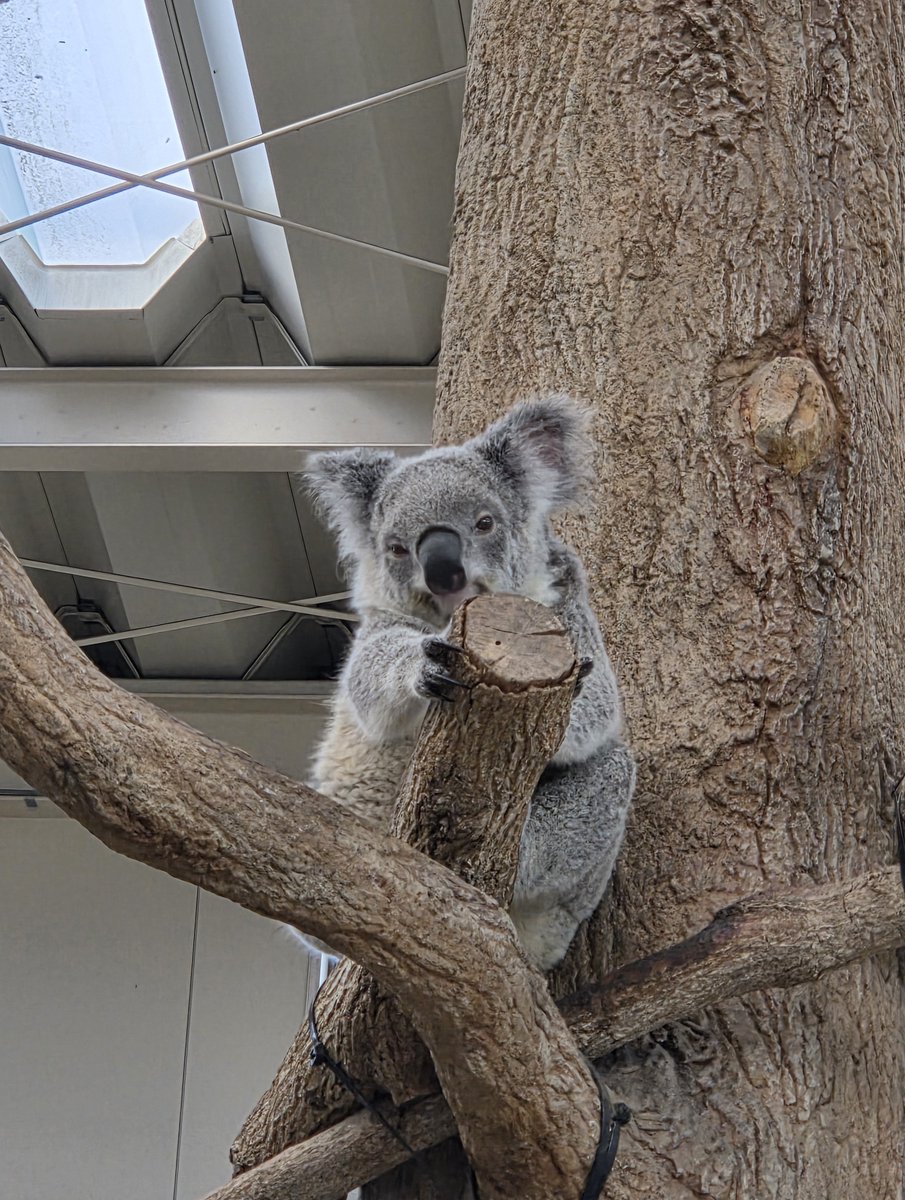Yakuza_0X's tweet photo. In 2025, I suddenly became obsessed with koalas, even though I had no interest in animals, including dogs and cats. I'm so glad I met a koala.
#Kibou #KibouKibou #Arata #PUNCH https://t.co/yBtGyF3BFO