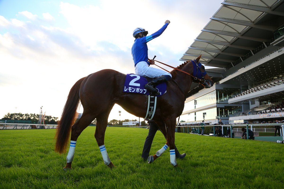 ウマ娘に登場するかもしれない / 登場してほしい名馬は？

📷: <a href="/ShuheiOkada/">岡田　修平</a>  

#競馬 #ウマ娘