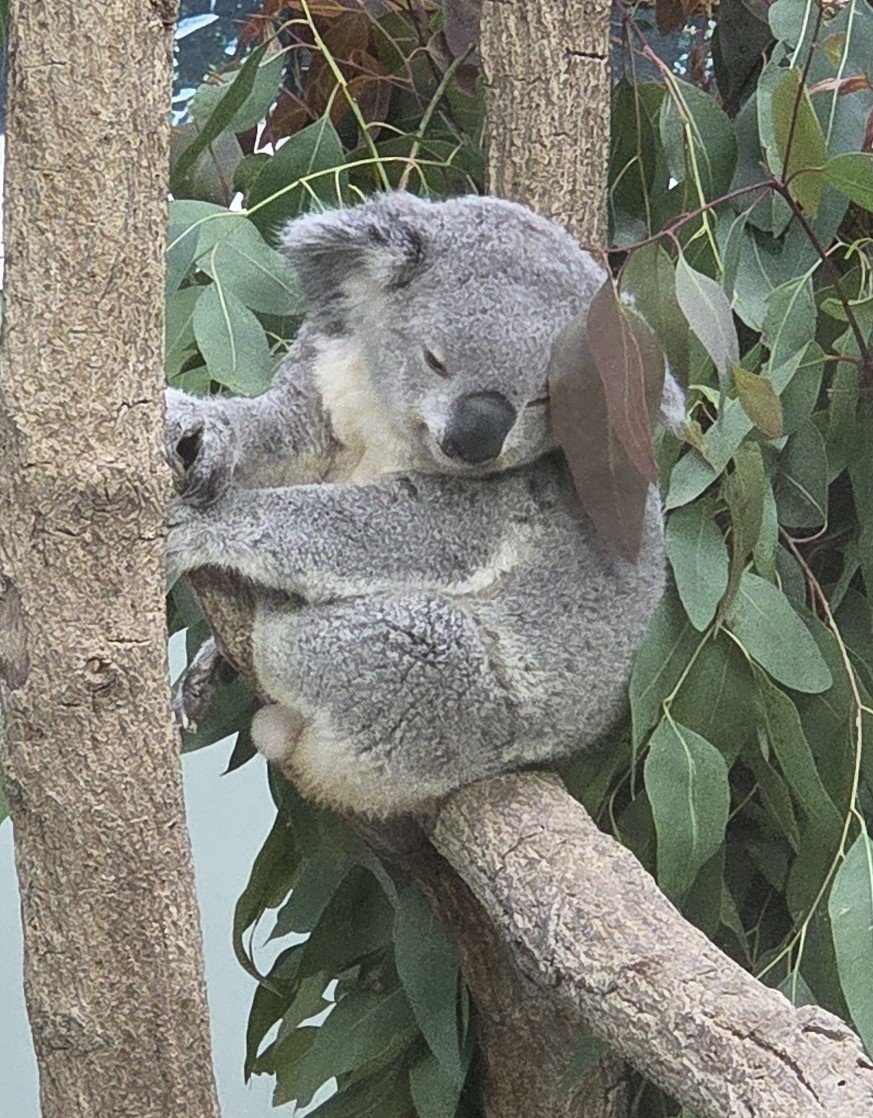 Yakuza_0X's tweet photo. In 2025, I suddenly became obsessed with koalas, even though I had no interest in animals, including dogs and cats. I'm so glad I met a koala.
#Kibou #KibouKibou #Arata #PUNCH https://t.co/yBtGyF3BFO