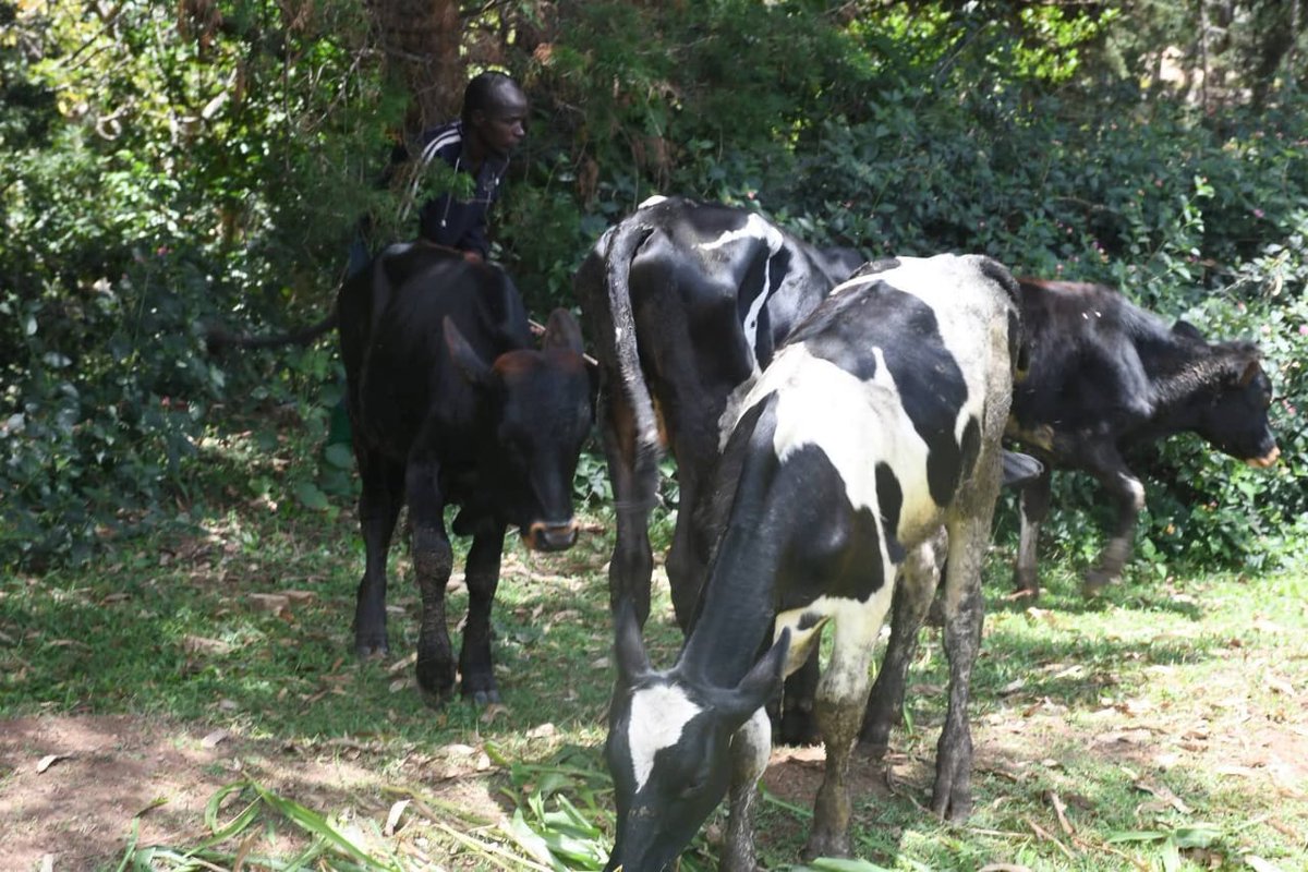 MagazineJimbere's tweet image. 💰 8 vaches d’une valeur de 9 800 000 FBU, des bières Skol fabriquées au #Rwanda estimées à 1 500 000 FBU, ainsi que des boissons de la @brarudi_sa évaluées à 1 375 600 FBU ont été vendues aux enchères ce 20 février 2026 à #Kayanza(@PButanyerera)

🚔 Ces biens avaient été saisis