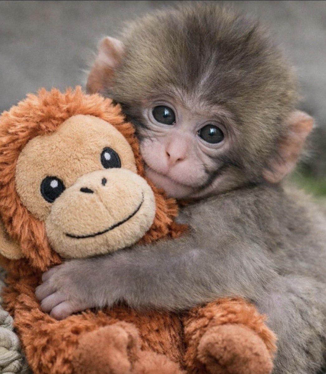 Si ignoras a Punch tendrás el peor mes de Marzo de tu vida