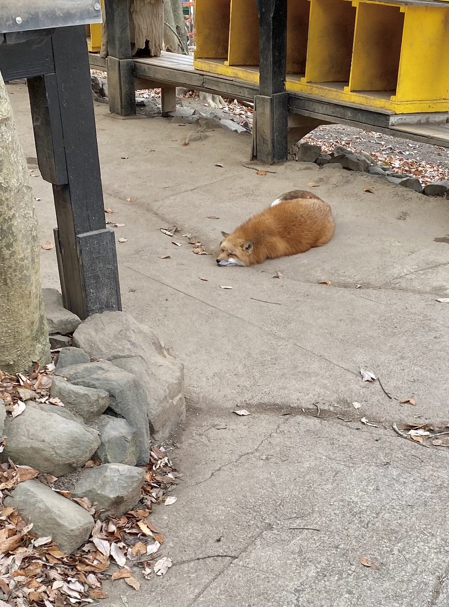 🦊💤 #寝狐の日