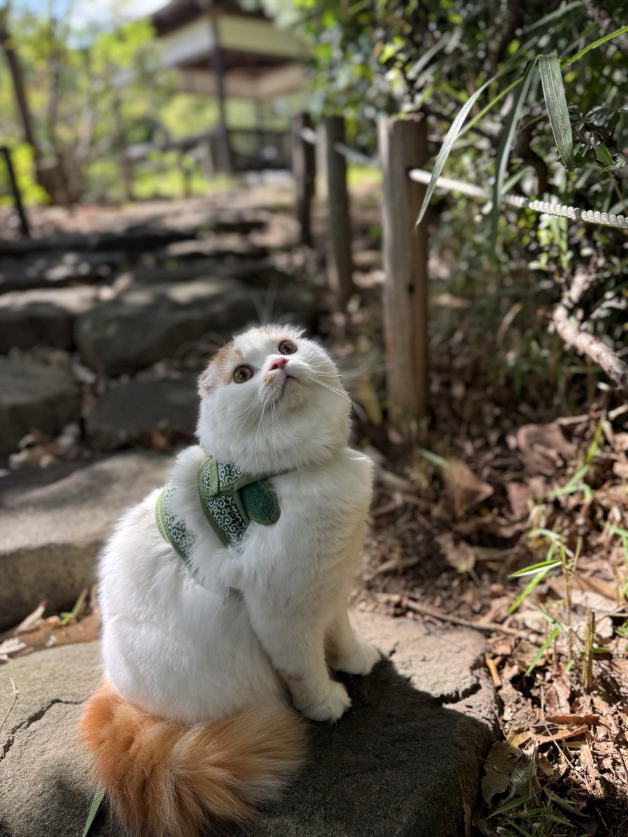 #猫の日 ということで古いのばかりですが
うちの子たちです