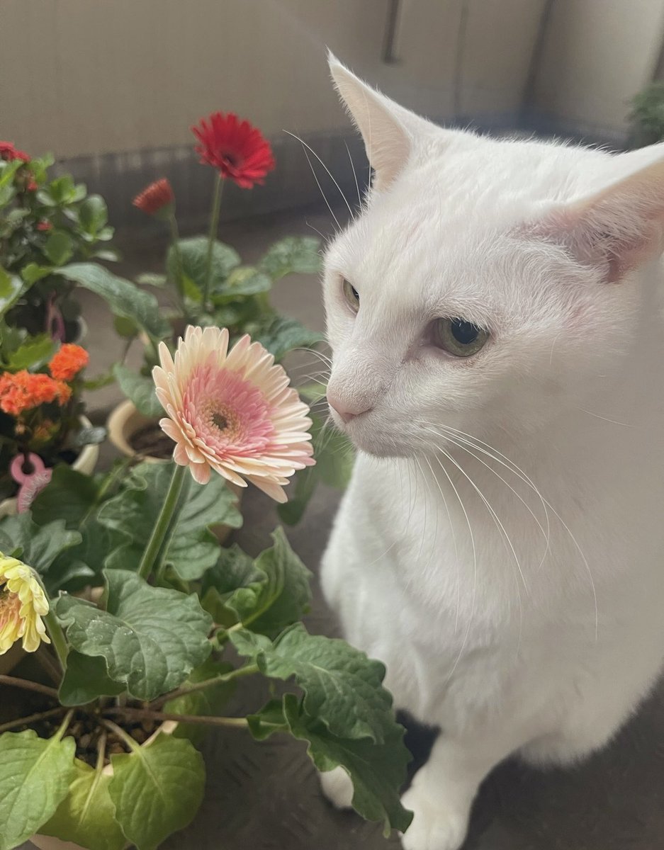 ずっと一緒幸せだよ🐈⸒⸒⸒⸒🤍 #猫の日