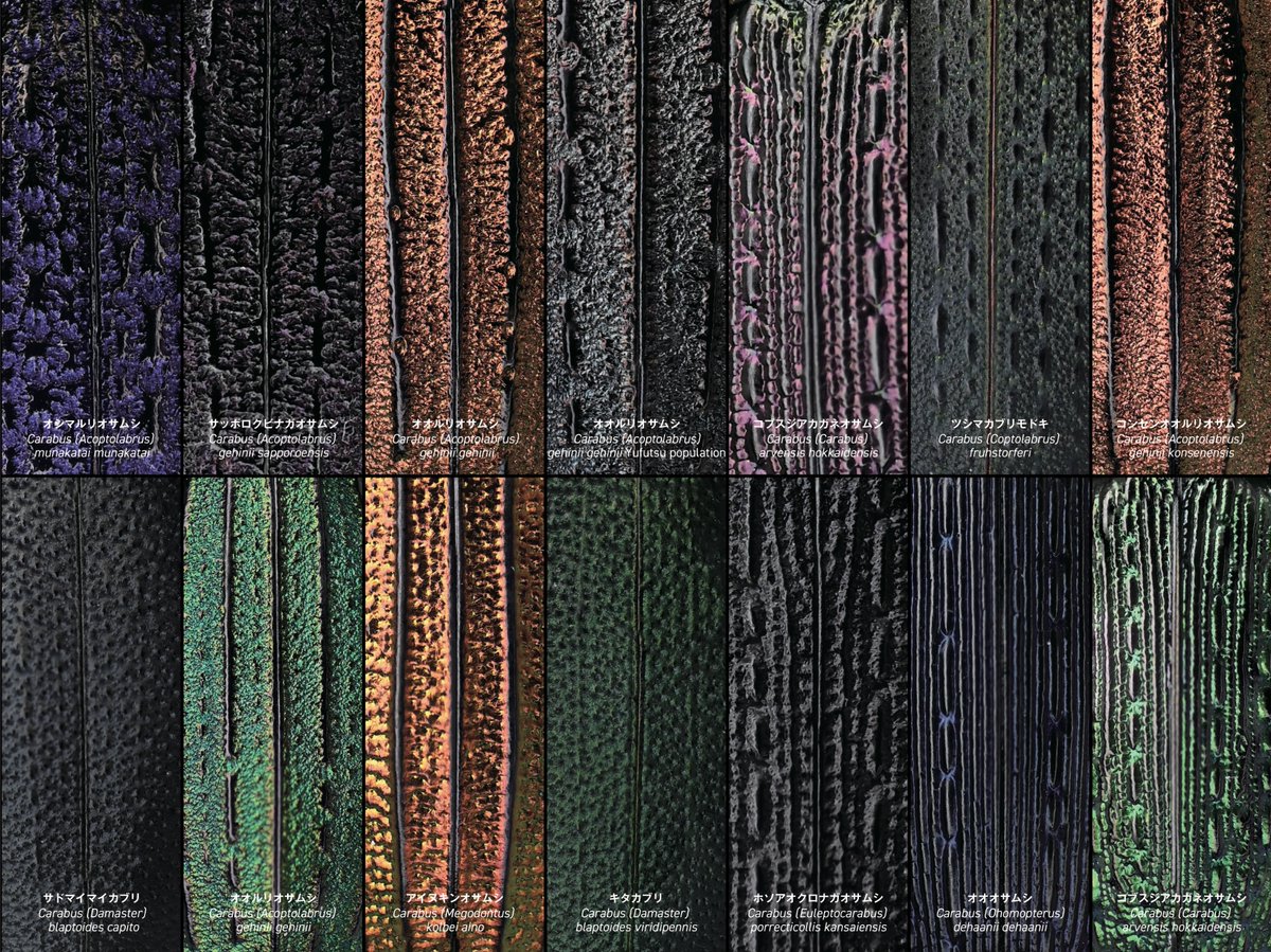 BUGS-DESIGN tweet media