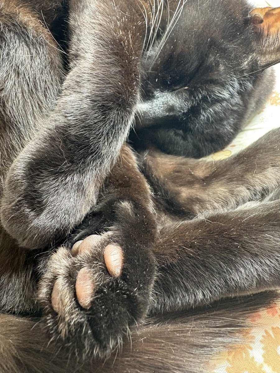 かりんとうのお手手💕

 #猫の日