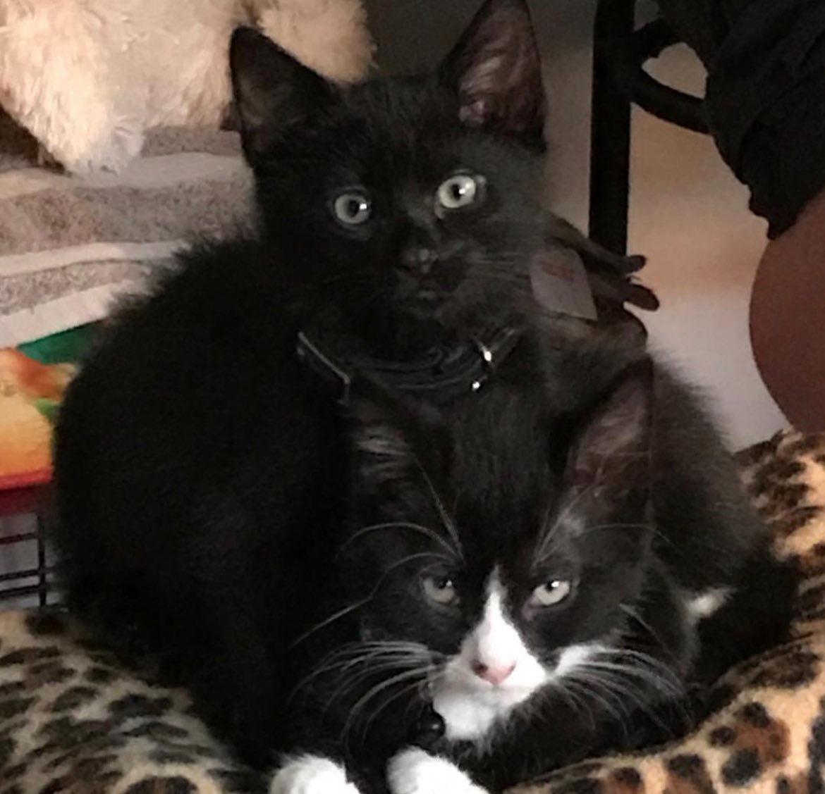 natcho04x_'s tweet photo. @Garrett_Watts Being honest though - I’m so grateful he came home. Overall a happy story I hope you enjoy reading even if it doesnt make the cut.

Bonus : kitten picture. 

( p.s. the black and white kitty is his brother, gunner, who deserves just as much love. ) https://t.co/LTGKJPyrbW