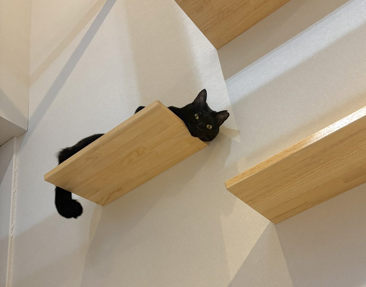 猫の尻派 tweet media