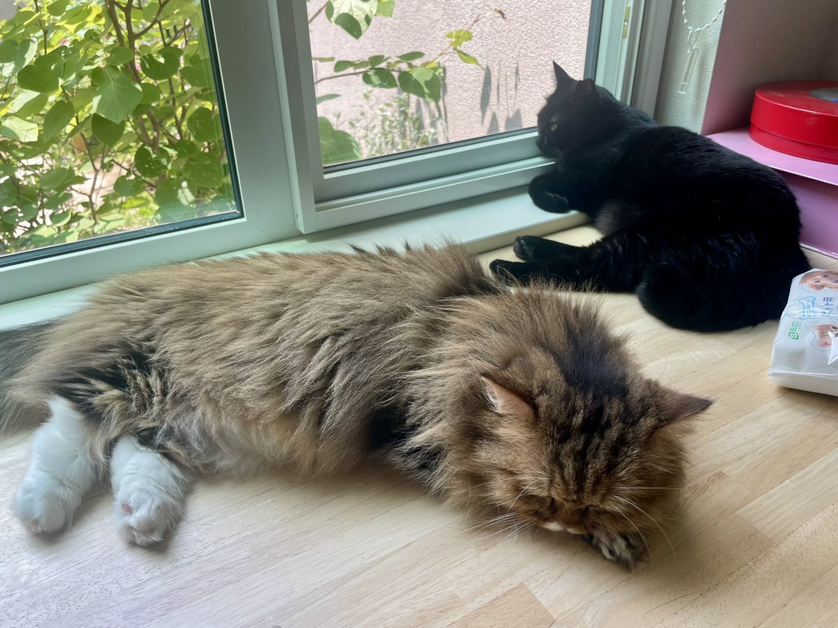 猫の尻派 tweet media