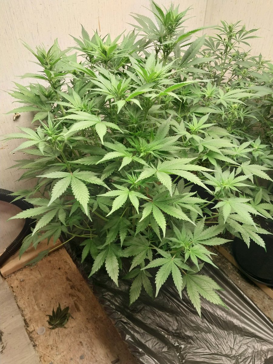 Fish Grows Weed tweet media