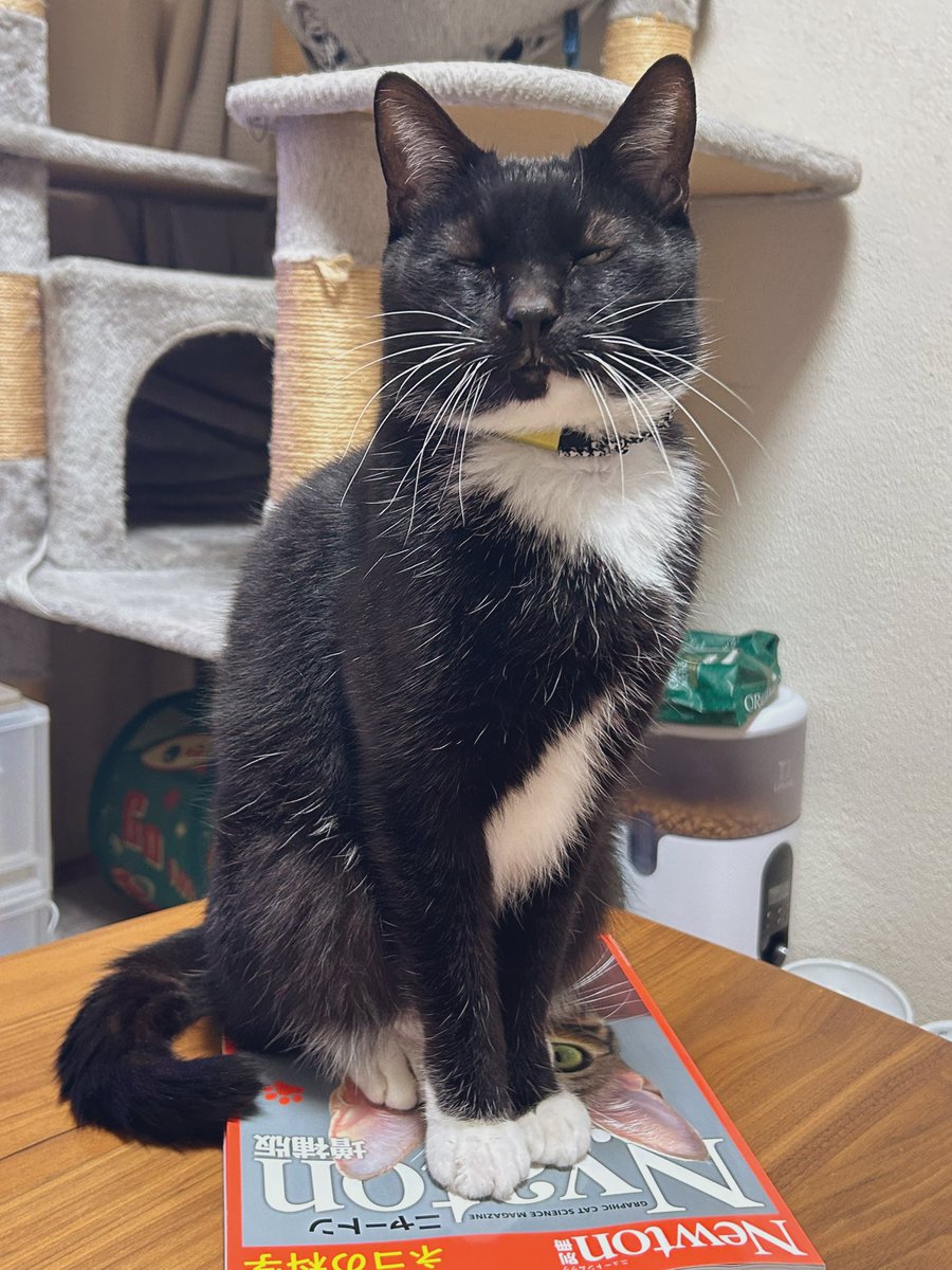 #猫の日 なので今年のニャートンを本屋さんで買ってきました📘

#今日のモナ