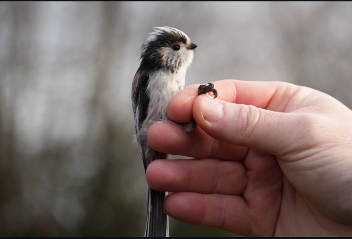 West Midlands Ringing Group tweet media