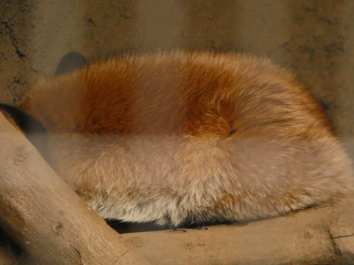 耳の黒いキツノコ🦊 2026/01/28 #寝狐の日 #井の頭自然文化園