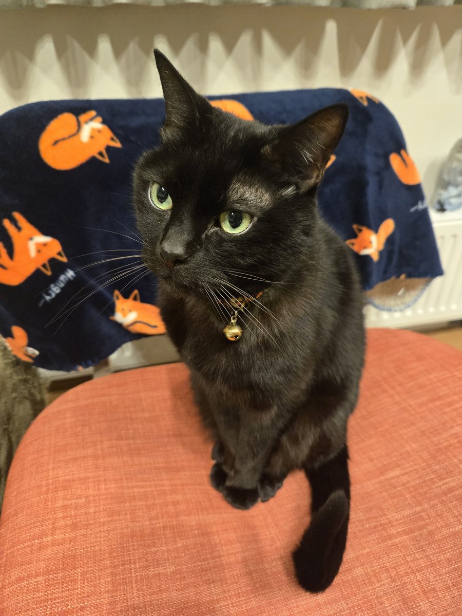 hideee77593138's tweet photo. 猫の日ですよ https://t.co/1KHD9dng0j