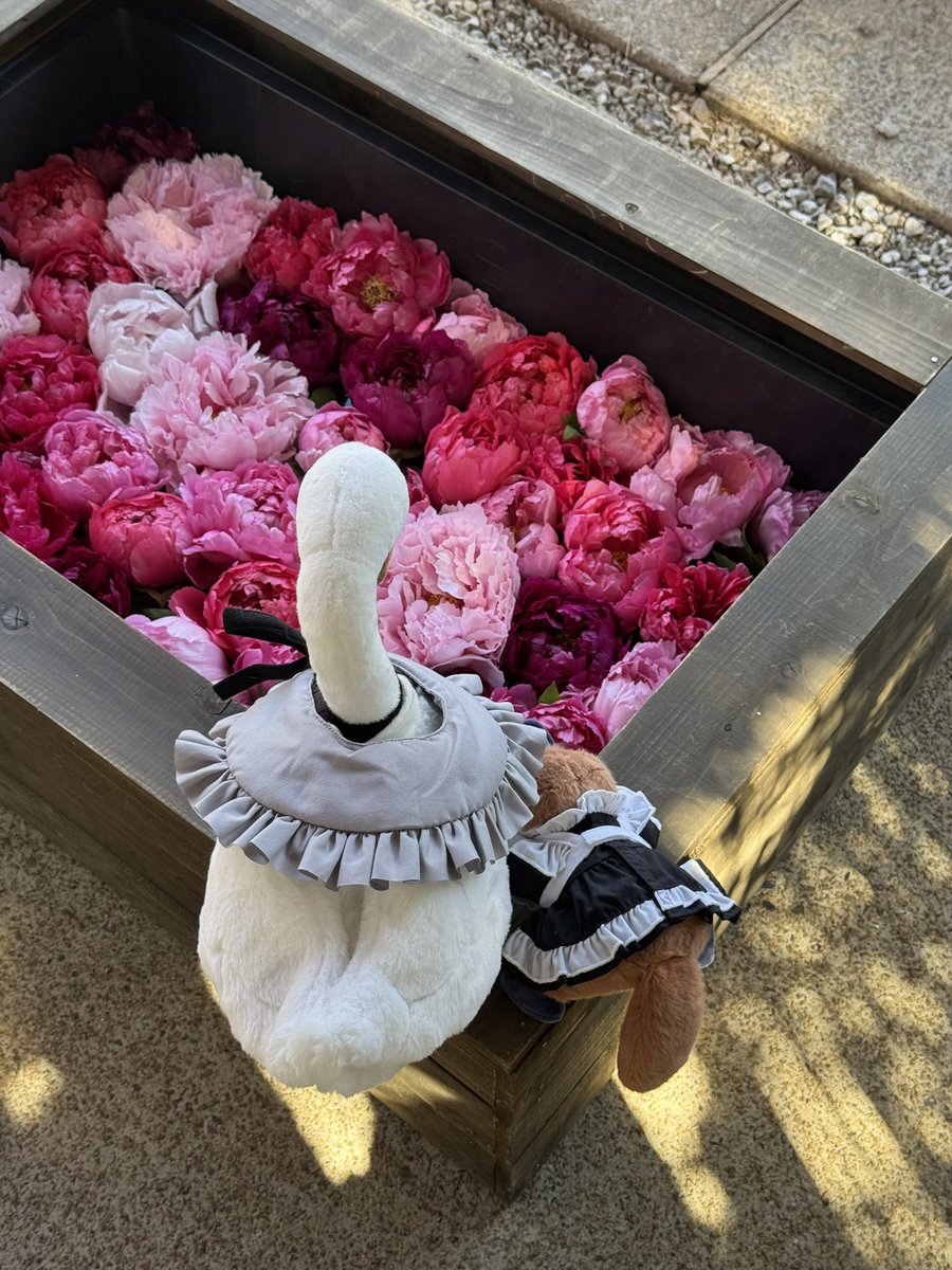 ジョリン tweet media