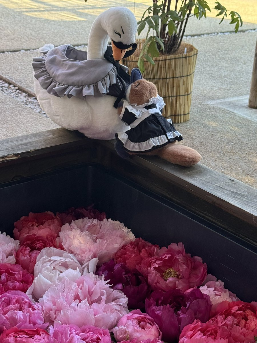 ジョリン tweet media