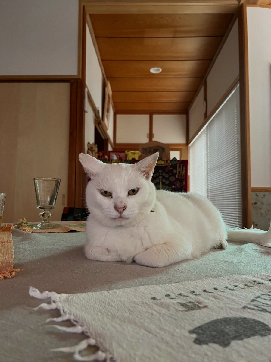 i_nos's tweet photo. #猫の日　
🐈🐈🐈

 https://t.co/A62RxLxUFv https://t.co/2meKOZZWx3