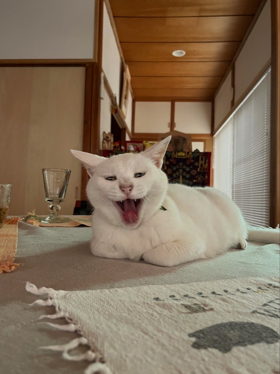 i_nos's tweet photo. #猫の日　
🐈🐈🐈

 https://t.co/A62RxLxUFv https://t.co/2meKOZZWx3