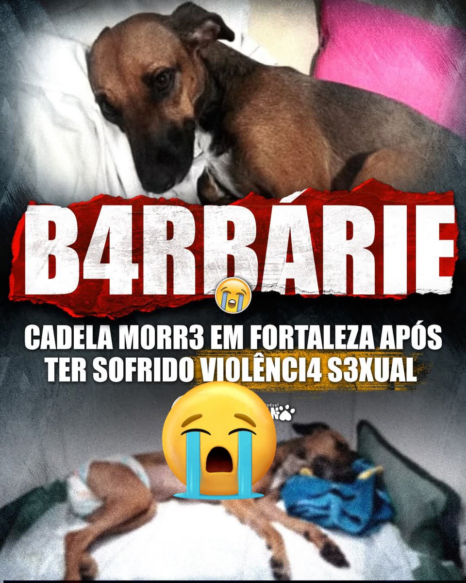 Rapunzel🐾 tinha três anos e foi brut4lmente agr3dida dentro do apartamento da sua tutora em um condomínio na Região Metropolitana de Fortaleza. Ela chegou a ser socorrida, mas não resistiu. 😭 A cachorrinha estava sozinha em casa quando tudo aconteceu.