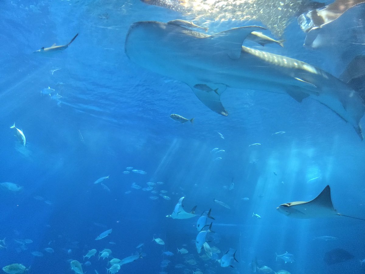 LifeafterNomar's tweet photo. 定番はしっかりおさえたいので美ら海水族館🐟 https://t.co/8CkJdlyihr