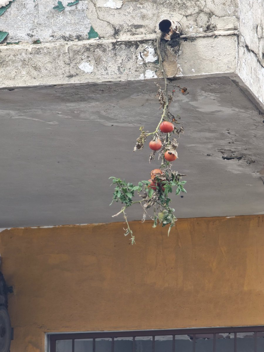 Michael Sun MPL tweet media