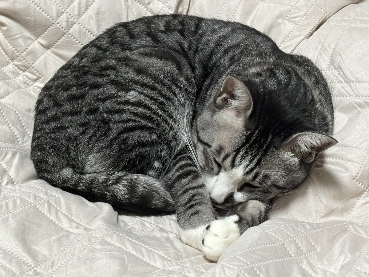 まるいぷ2 tweet media