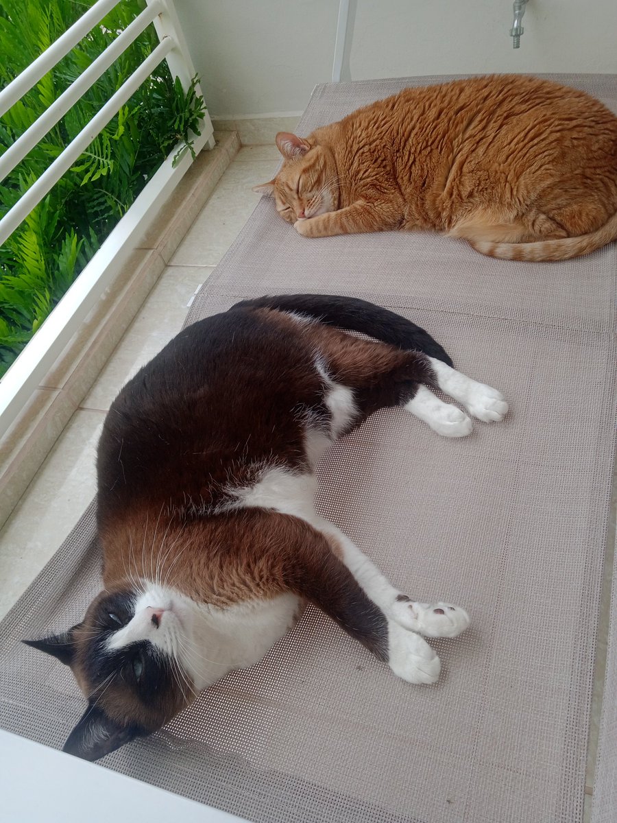 sleepheartzx's tweet image. bom dia para minhas princesas