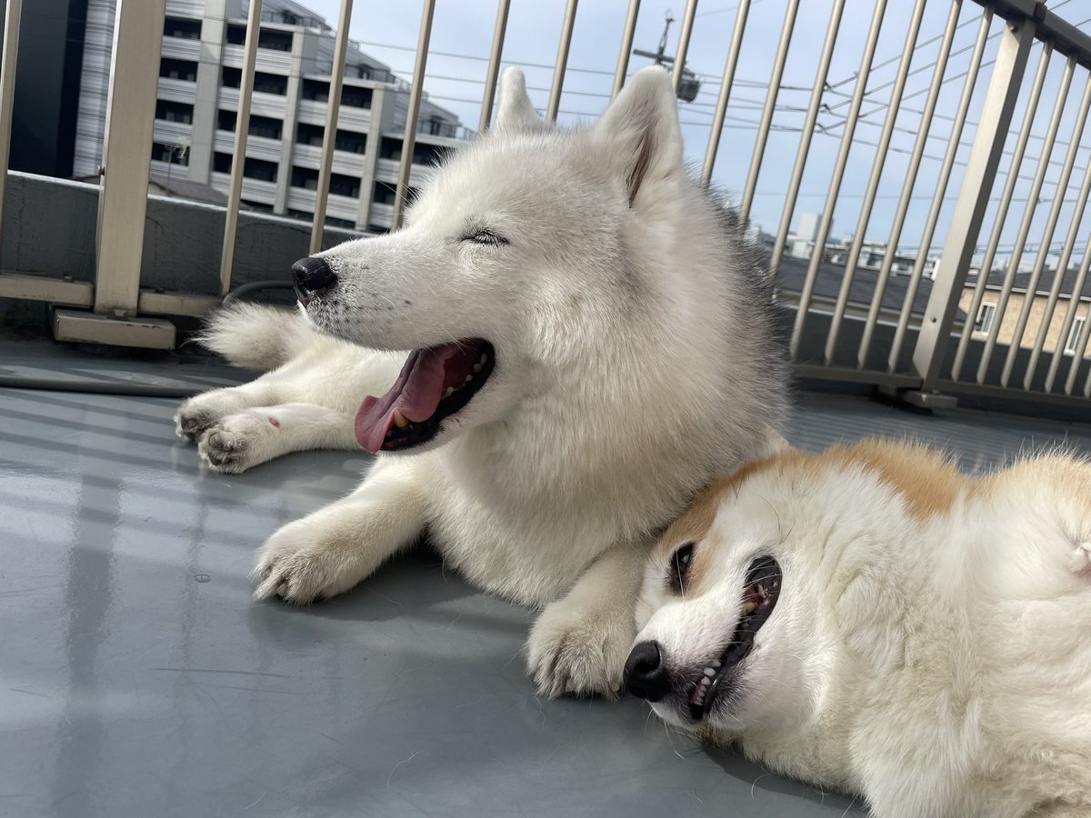 carry&mugi tweet media