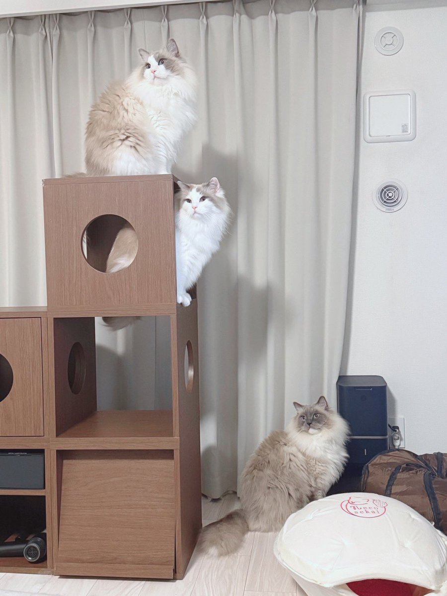 AoNer_chan's tweet photo. アオネルスイ🐱にゃんにゃん！！にゃん！！！

#猫の日 https://t.co/W0ytMKiXy5
