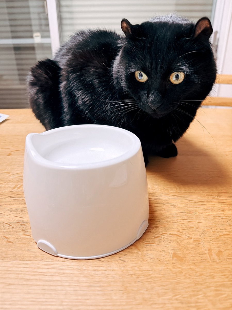 猫の日なのにダイエット中で満足な量を食べさせてもらえない、かわいそうなスミちゃん。
#にゃんにゃんにゃんの日