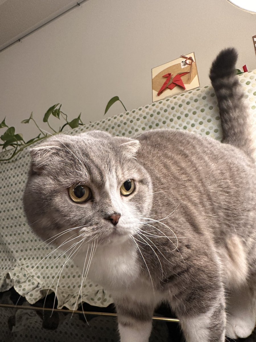 杜海玲/中国語 文筆•翻訳家 tweet media