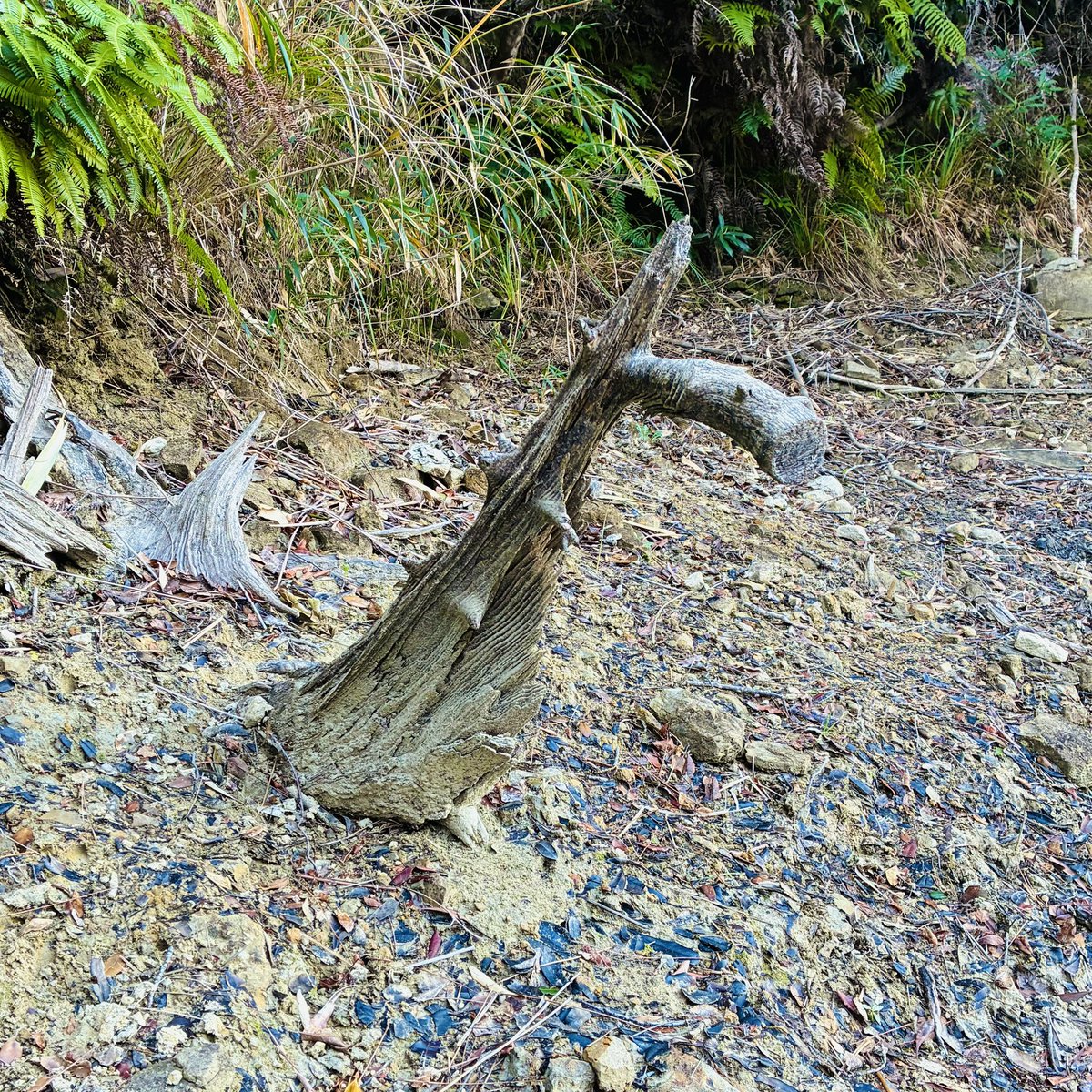 ✖︎✖︎✖︎
夕方から明日未明頃まで雨らしいココ数ヶ月降雨量がやたら少なくホームポンドは水位が随分下がってます
減水している時だけ出逢える『枯レ様』は今日もエェ枯れ具合でした
んで本日はなぁーんも無しのボウズ…逆に潔くて気持ちエェわ
なぞと言うてみた
✖︎✖︎✖︎
