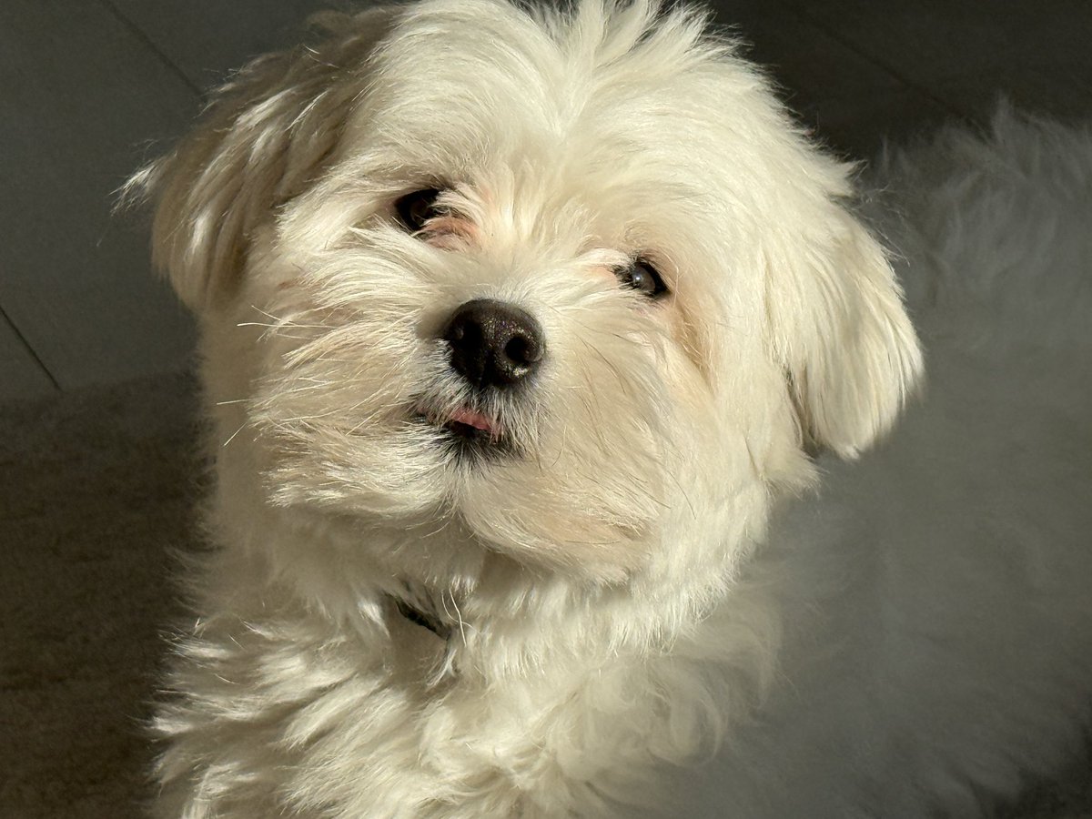 きなり tweet media