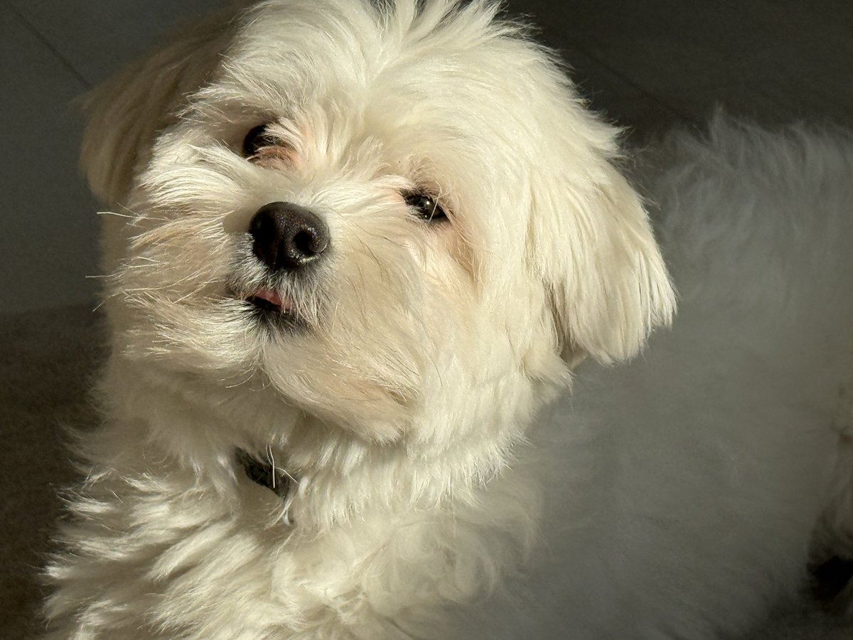 きなり tweet media