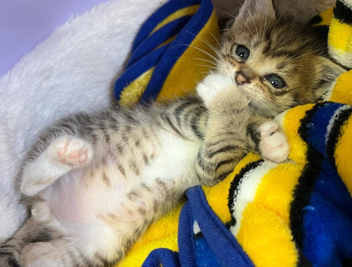 僕のポンポン触ってもいいにゃ😽

 #猫の日なので今まで撮った中で最高の猫写真貼る