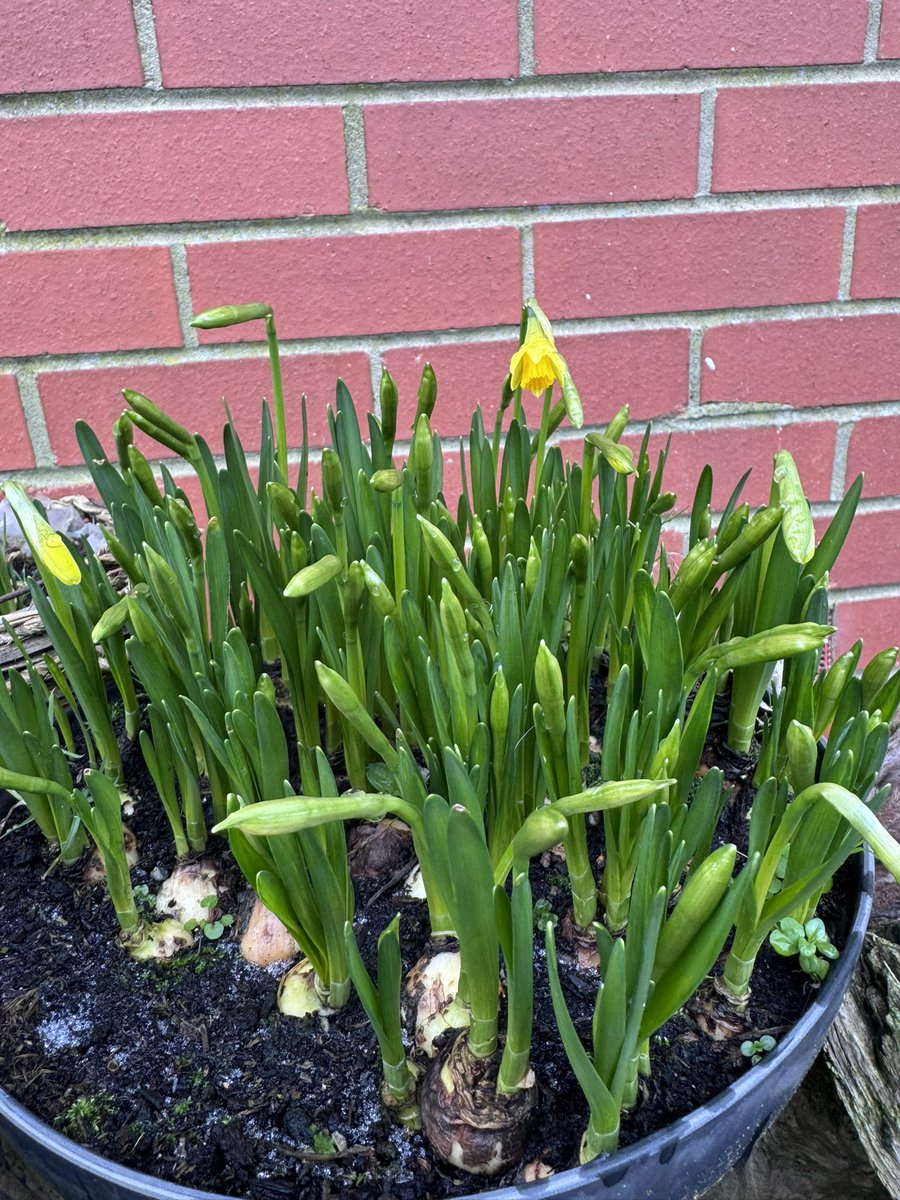 Super Spaniels tweet media