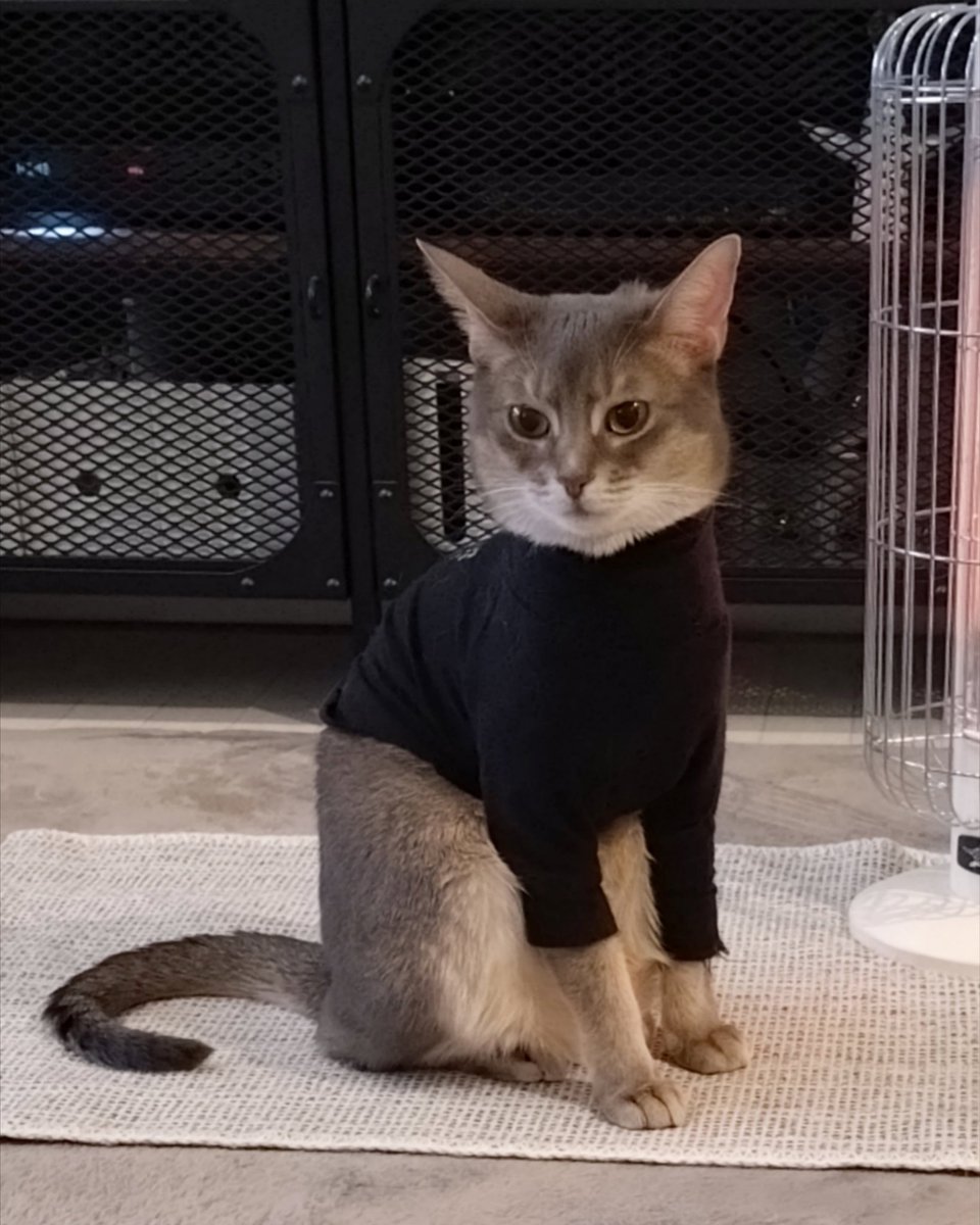 acoaco511's tweet photo. そういえば今日は猫の日だった

#猫のいる暮らし #猫のいる生活 
#猫 #アビシニアン #猫の日 https://t.co/gQFmPsStBX
