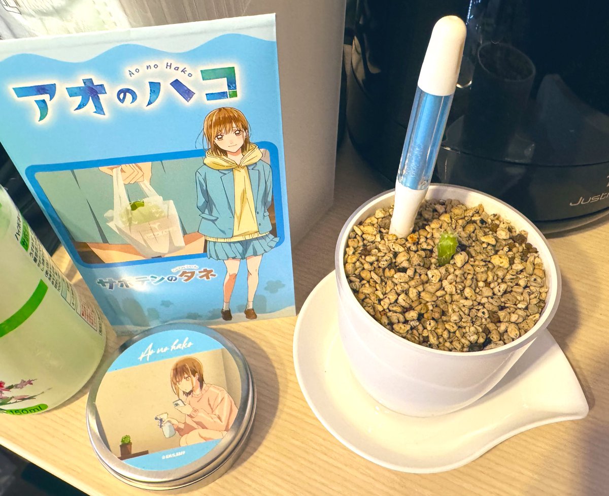 サボテン栽培生活たぶん236日目！ そろそろ8か月経ちますね！ 自分の