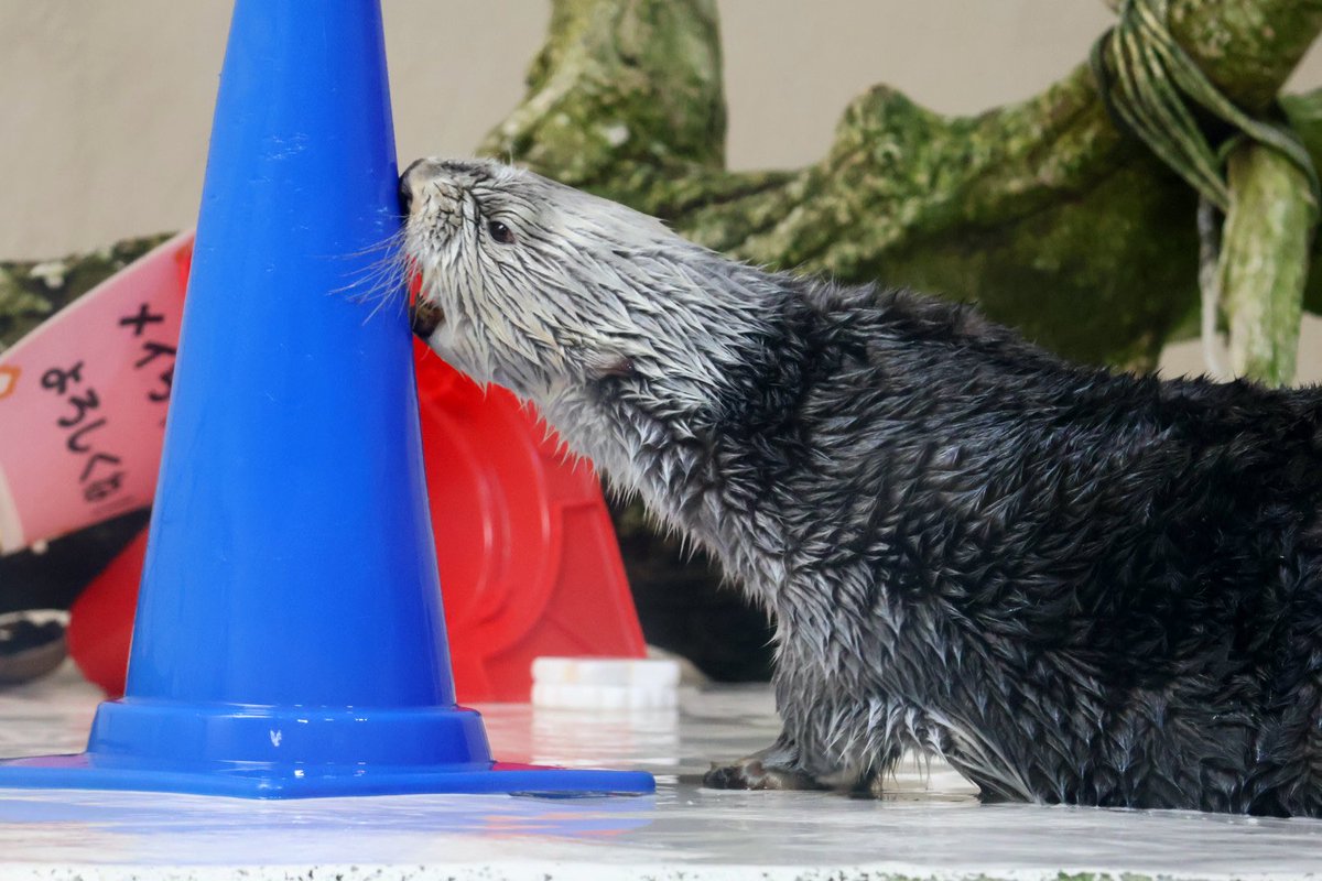 キラちゃん、ついにカラーコーンに鼻ぶちゅ #鳥羽水族館 #ラッコ #キラ
