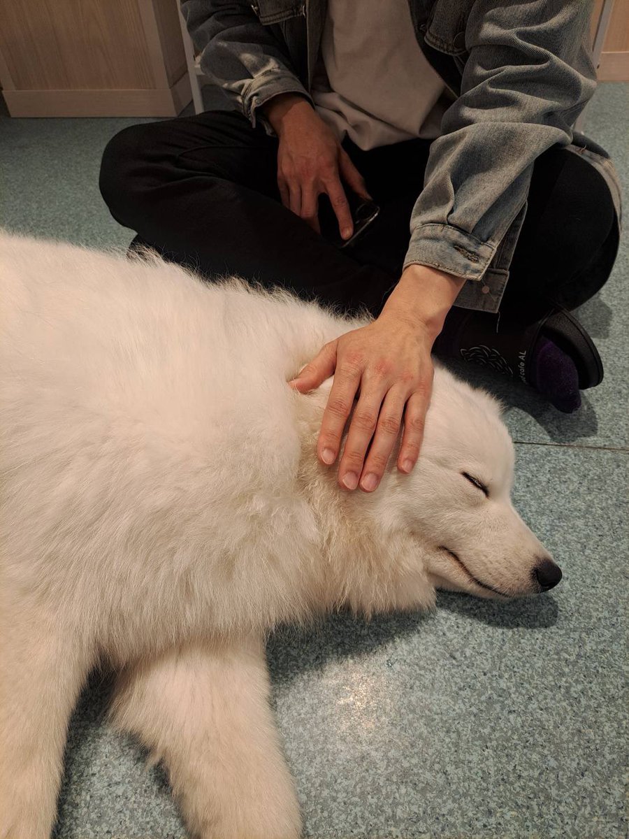 念願のサモエドカフェ行った！ふわっふわ！！！
