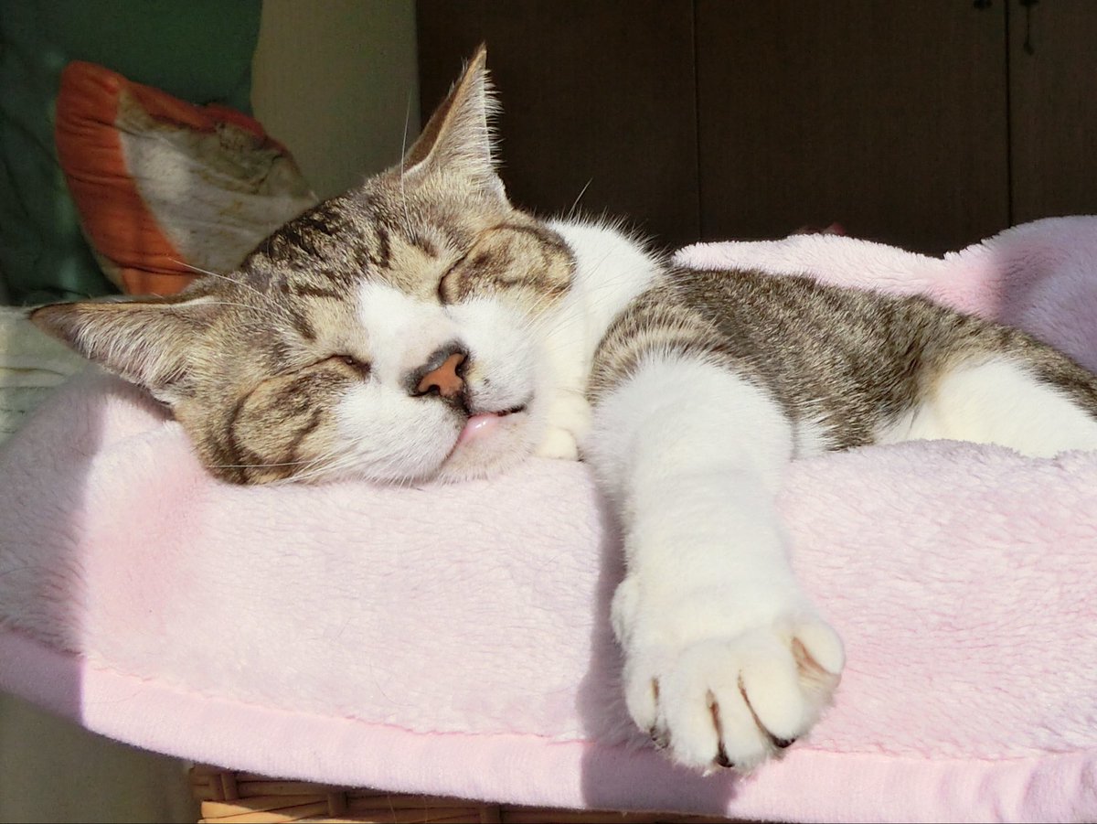#ファミリ〜にゃ〜ト大作戦
#ねこの日

やびっちゃん😹