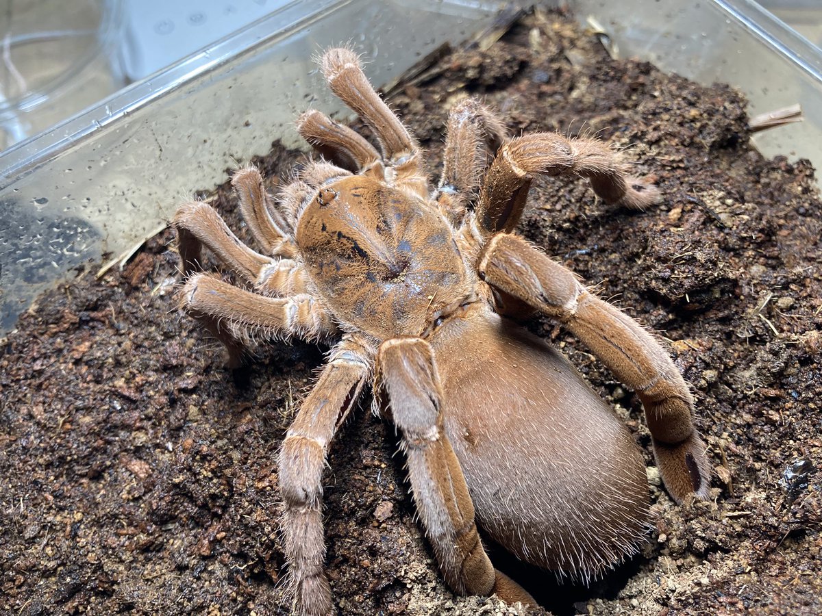 さっちゃん🐛🦂🕷 (@BugsLife3939) / Posts / X