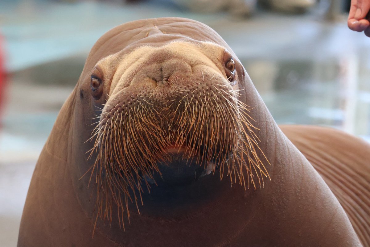 ふれあいタイムでお外に出てきたいちこちゃん！めちゃくちゃ可愛い🥰🥰

#鳥羽水族館
#セイウチ
#いちこ