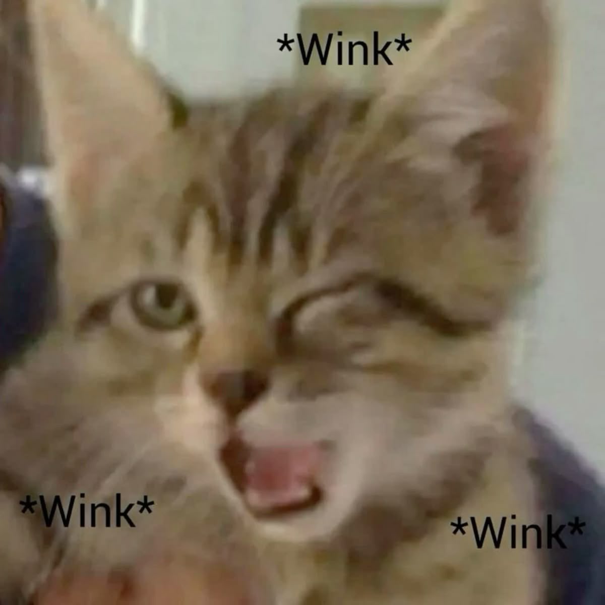 고양이의 날😽💗